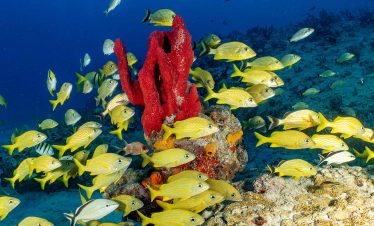 Cozumel Snorkeling Tour