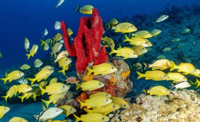 Cozumel Snorkeling Tour