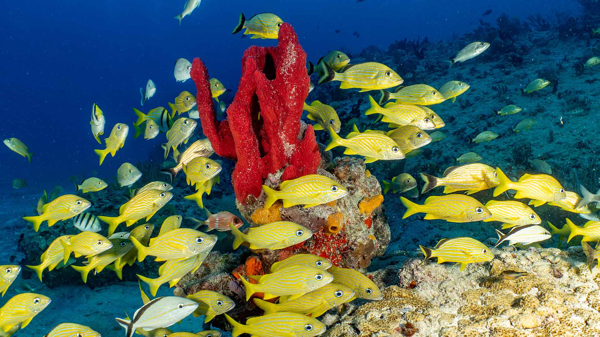 Cozumel Snorkeling Tour